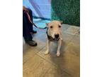 Adopt 55758555 a Bull Terrier, Mixed Breed