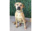 Adopt lavender* a Pit Bull Terrier, Mixed Breed