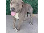 Adopt *Kimchi* a Pit Bull Terrier, Mixed Breed