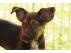 Adopt Magic a Shepherd, Pit Bull Terrier