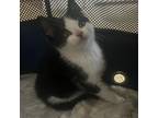 Adopt Pinky a Domestic Short Hair