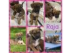 Adopt Raja a Mixed Breed