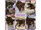 Adopt Akeela a Mixed Breed