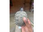 Adopt Mickey a Turtle