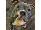 Adopt Nala 3.0 a Pit Bull Terrier