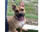 Adopt Camora a Pit Bull Terrier