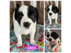 Adopt Abby a Labrador Retriever, Mixed Breed