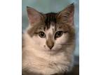 Adopt Marie (BONDED with Donnie) a Domestic Medium Hair, Maine Coon