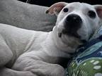 Adopt Bennu a Pit Bull Terrier