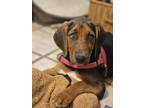 Adopt Lady a Coonhound