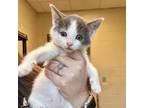 Adopt [phone removed] "Angelica" a Domestic Short Hair