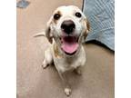 Adopt [phone removed] "Lilly" a Hound