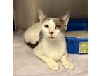 Adopt [phone removed] "Didi" a Domestic Short Hair