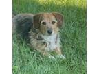 Adopt Lizzy Lu Lu a Beagle, Wirehaired Terrier