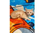 Adopt MIRACLE baby a American Shorthair