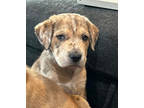 Adopt Darby a Hound, Mixed Breed