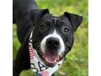 Adopt Summer a Pit Bull Terrier, American Staffordshire Terrier