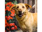 Adopt Rosie a German Shepherd Dog, Golden Retriever