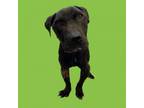 Adopt TUSC-Stray-tu4151 a Pit Bull Terrier