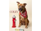Adopt Coley a Boxer, Mixed Breed