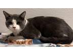 Adopt Stray Hold Buckley a Domestic Short Hair