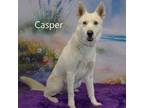 Adopt Casper a Husky