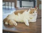 Adopt Monte Scooches a Maine Coon, Domestic Long Hair