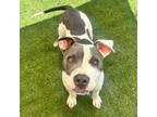 Adopt Goose a Pit Bull Terrier
