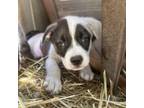 Adopt *Patches - Puppy a Australian Shepherd, Mixed Breed
