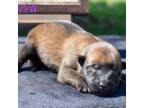 Mutt Puppy for sale in Wichita Falls, TX, USA