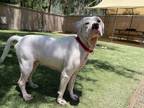 Adopt Bubba a Boxer, Pit Bull Terrier