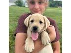 Labrador Retriever Puppy for sale in Fredericksburg, OH, USA