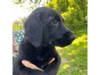 Golden Mountain Dog Puppy for sale in Stafford Springs, CT, USA