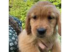 Golden Retriever Puppy for sale in Stafford Springs, CT, USA