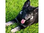 AKC German Shepherd puppy