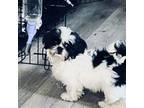 Shih Tzu Puppy for sale in Huntingdon, PA, USA