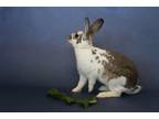 Adopt Gouda a Bunny Rabbit