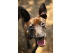 Adopt Koda a Miniature Pinscher, Terrier
