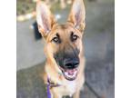 Adopt Astro a German Shepherd Dog