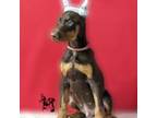 Doberman Pinscher Puppy for sale in Spencer, IN, USA