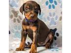 Doberman Pinscher Puppy for sale in Spencer, IN, USA