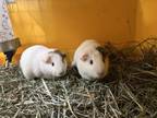 Adopt Fearless (bonded to lover) a Guinea Pig