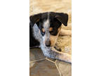 Adopt FELIX a Australian Cattle Dog / Blue Heeler