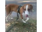 Adopt Trails a Hound, Mixed Breed