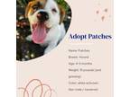 Adopt Patches a Hound