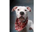 Adopt Fritos a Pit Bull Terrier, Mixed Breed