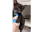 Adopt Doctor Claw a Domestic Short Hair