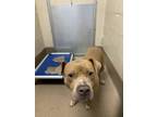 Adopt Ted a Mixed Breed