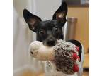 Adopt Raider (MI) a Rat Terrier