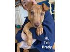 Adopt Brady a Dachshund, Mixed Breed